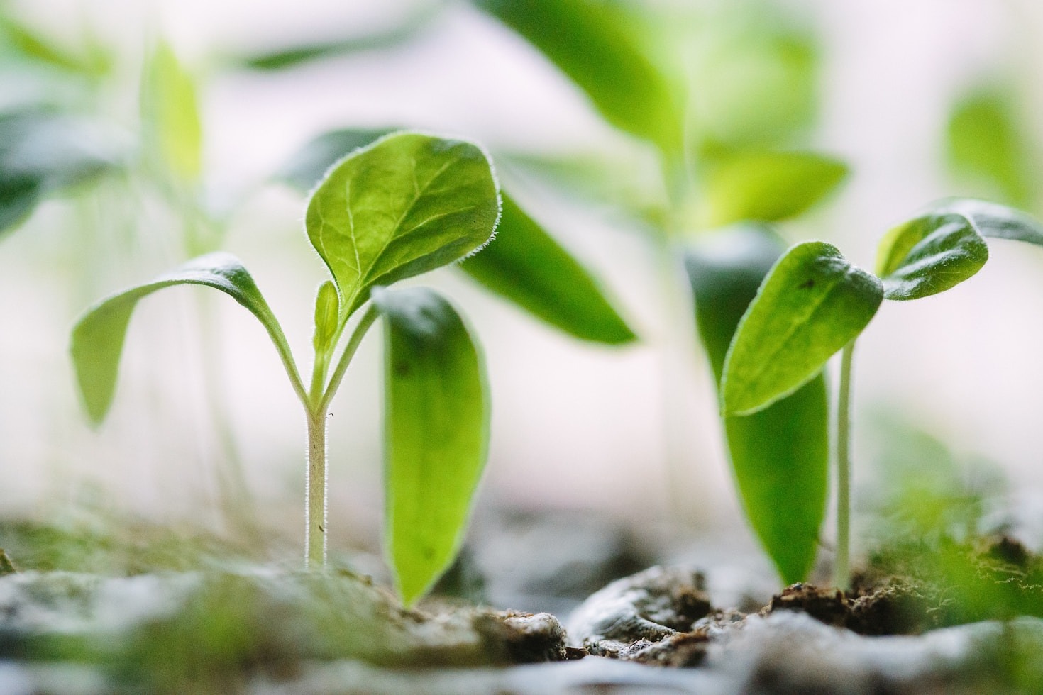 Aligning Local Efforts with Global SDGs